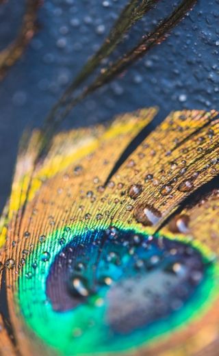 concours photographie fierté